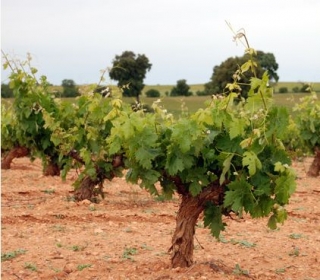 Bodegas y Viñedos Pinuaga